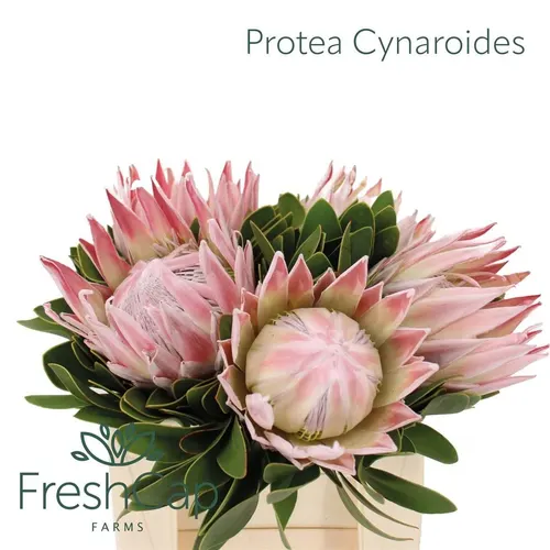 Protea Cynaroides 40 cm