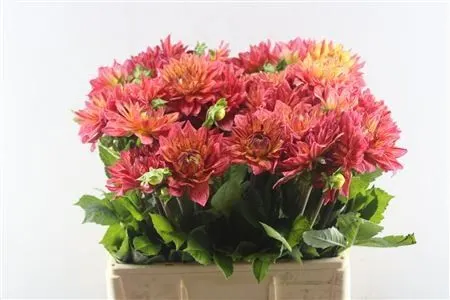 Dahlia Happy Orange 50 cm