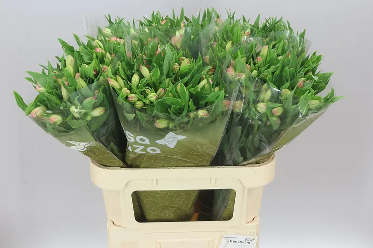 Alstro True Dream (eth)xl 75 cm
