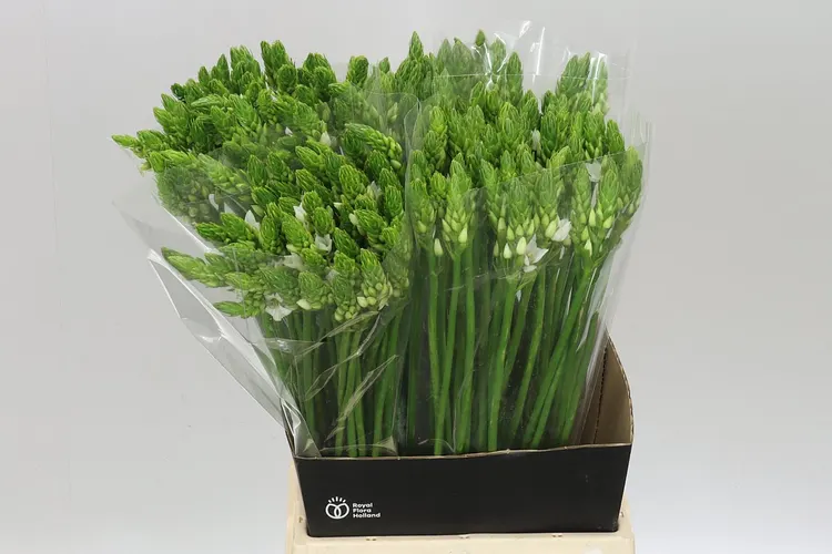 Ornithogalum Thyrsoides 55 cm