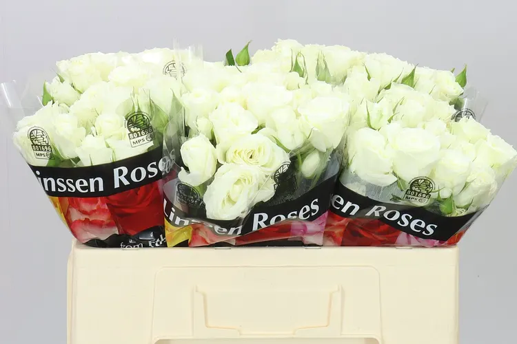 Rosa Tr Pascua! 50 cm
