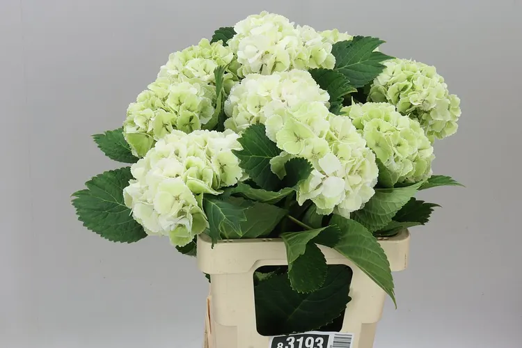 Hyd Lolly Pop White Classic 60 cm