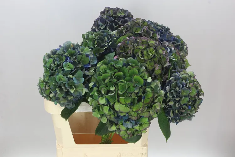 Hortenzia King Classic 80 cm