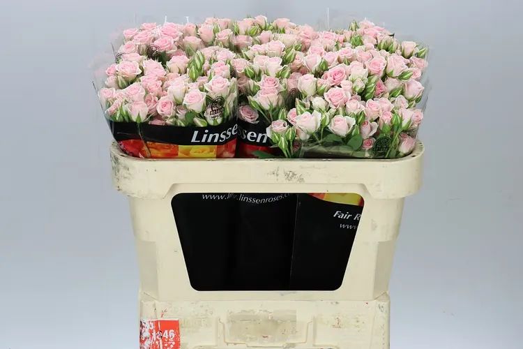 Rosa Tr Severina 70 cm
