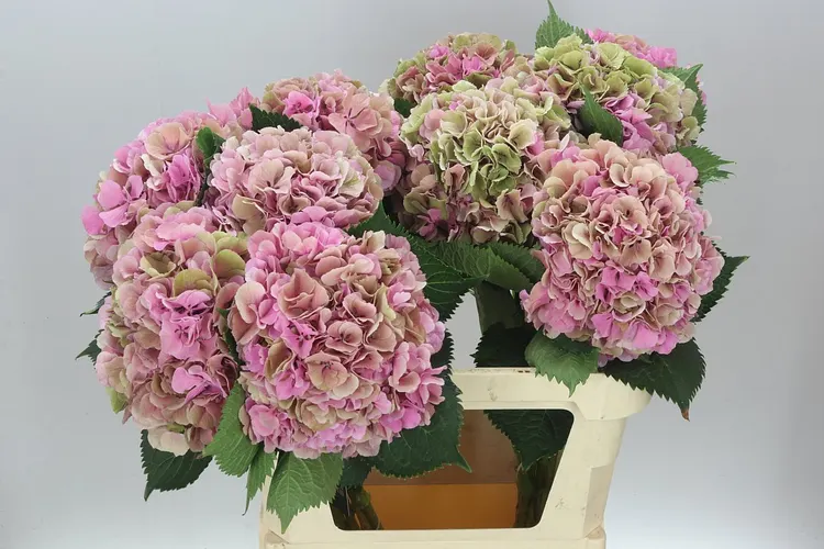 Hydrangea Elbtal Pink Classic 80 cm