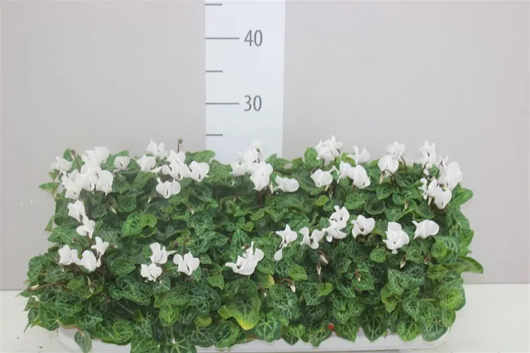 Cyklámen malokvetý Super Carino biely črepník 10,5 cm