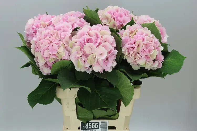 Hyd Verena Pink Classic 65 cm