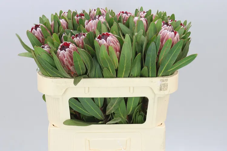 Protea Pink Ice 70 cm