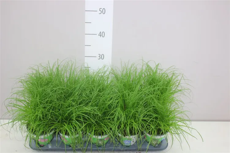 Cyperus Alt Zumula črepník 12 cm