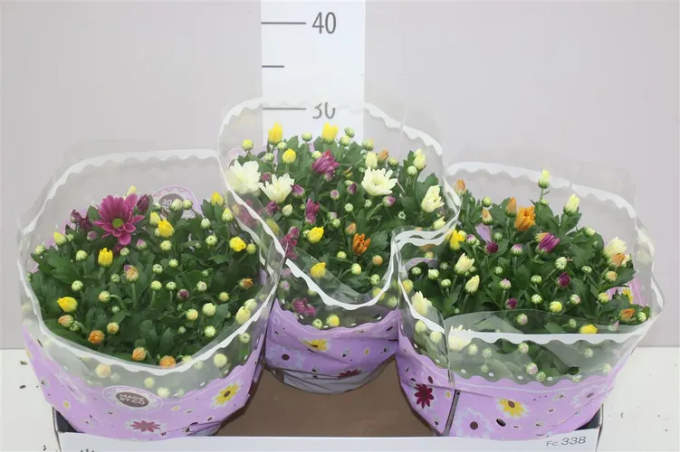 Chrysanth Carnaval črepník 23 cm