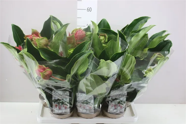 Medinilla Dolce Rossa 4+ črepník 14 cm