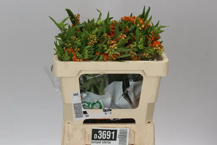 Asclepias Tuberosa 50 cm