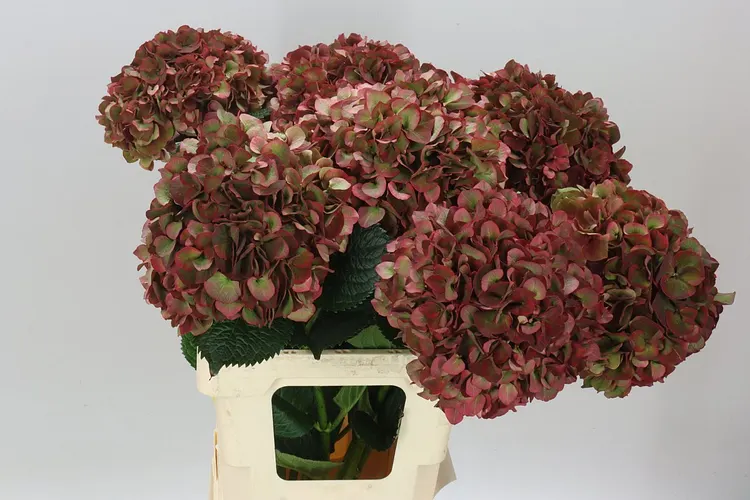 Hyd Ruby Pink Classic 65 cm