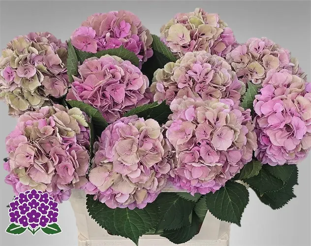Hortenzia Elbtal Pink Classic 80 cm
