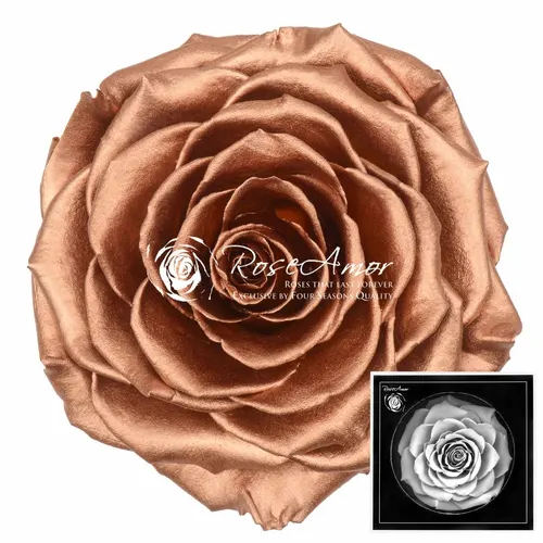 Pres. Bonita Metallic Copper Whi04