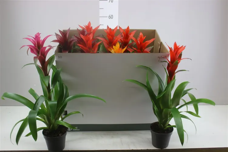 Guzmania mix črepník 13 cm