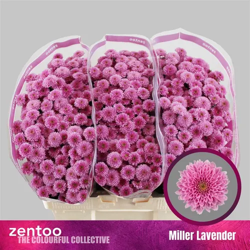 Sant Miller Lavendel 55 cm