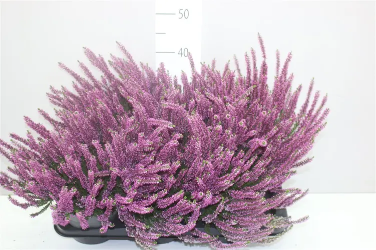 Calluna Beauty Ladies Lila črepník 17 cm