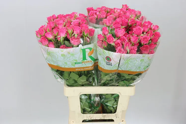 Ruža trsová Lianne 70 cm