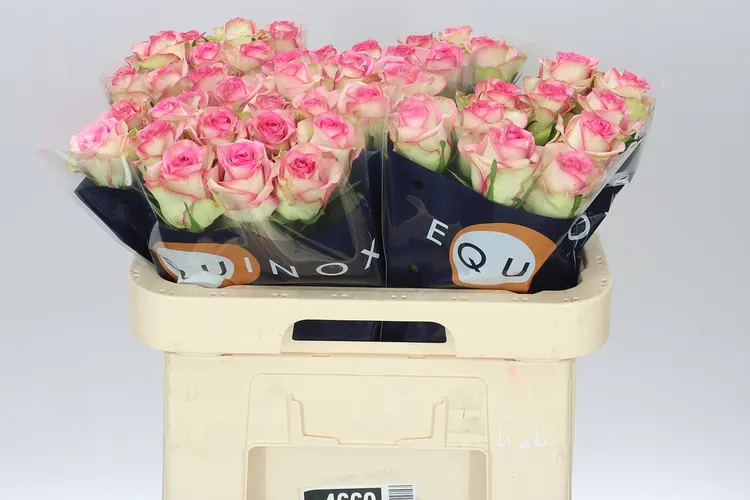 Rosa Gr Bloosz 60 cm