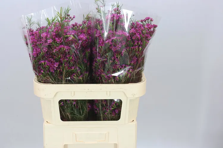 Chame Wax Eden 70 cm