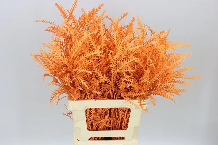 Ivanhoe Orange 60 cm