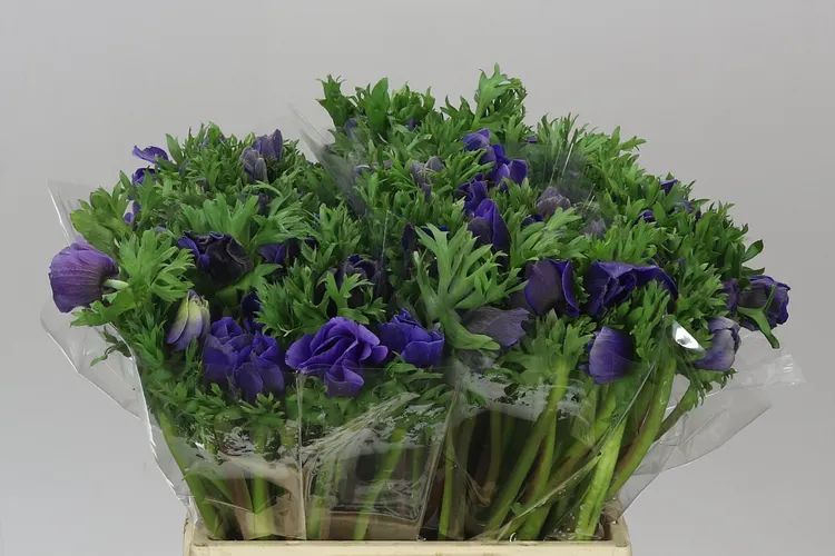 Anemonen Mistral Blue 45 cm