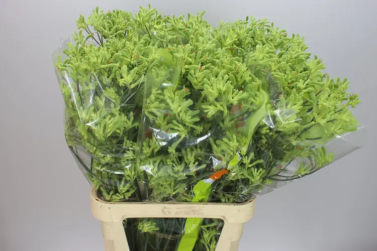 Anigozanthos Green 100 cm