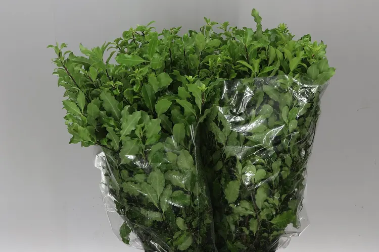Pittosporum Green 60 cm