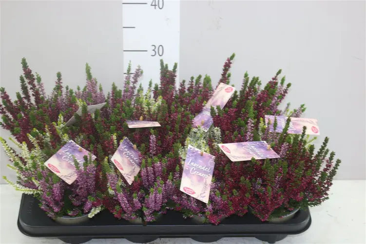 Calluna G.girls Lavendel Cream črepník 12 cm