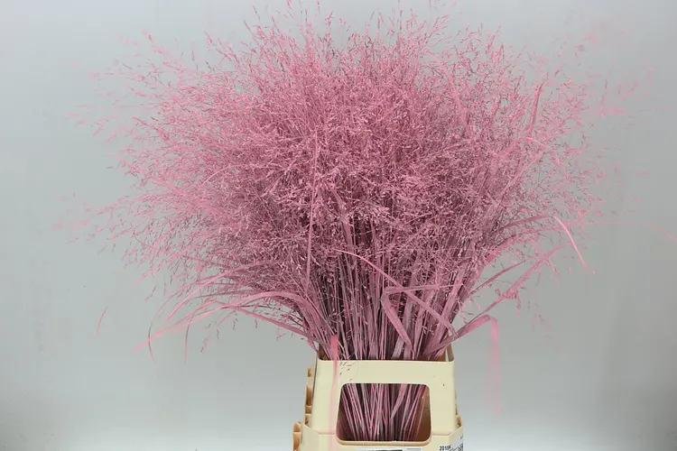 Panicum farbené Pink 95 cm