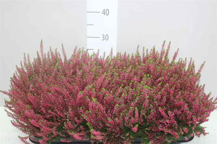 Vres G.girls červený črepník 12 cm