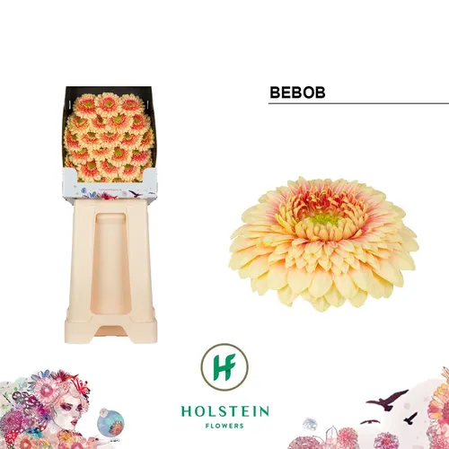Germ D P Bebob 55 cm