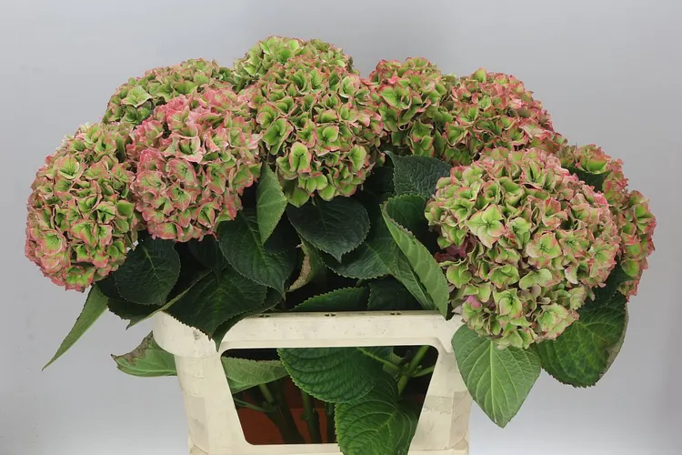 Hyd Rodeo Classic 80 cm