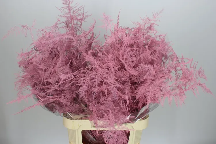Asparagus Lang Getopt Pink 85 cm