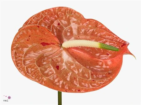 Anturiá (Anthurium)