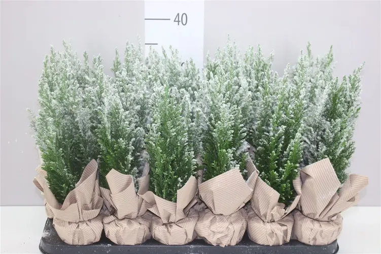 Chamaecyparis La Ellwoodii Snow Potcover Naturel črepník 9 cm