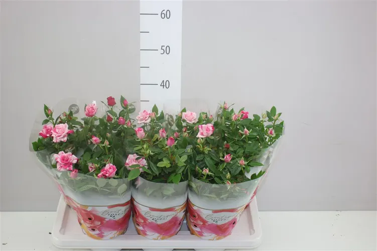 Rosa Paint Star črepník 14 cm