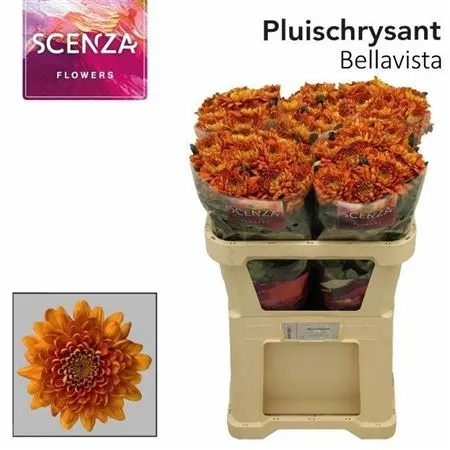 Chr G Bellavista 70 cm