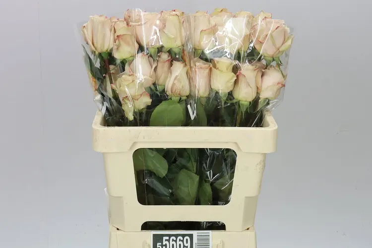 Rosa Gr Ec Quick Sand 50 cm