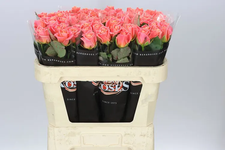 Rosa Gr Miss Piggy 70 cm