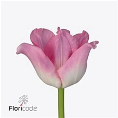 Tulipa Co Crown Dynasty