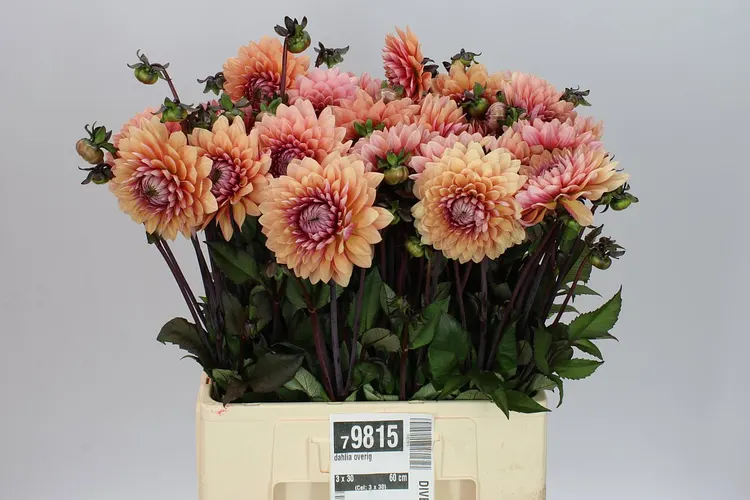 Dahlia Sweet Sanne 50 cm