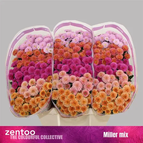 Sant Miller Mix 55 cm