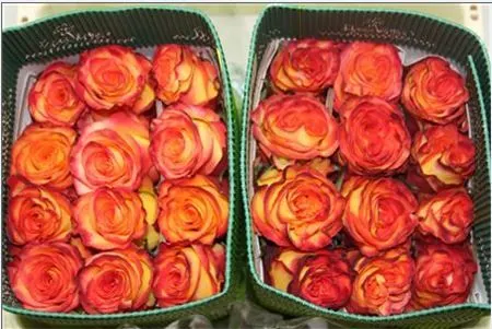 Rosa Gr Ec High & Orange Magic 40 cm