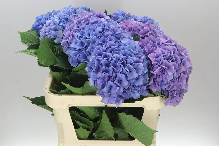 Hydrangea Salute Lavendel 80 cm