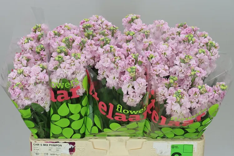 Matthiola Pale Pink 54 cm