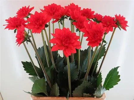Dahlia Faith 50 cm