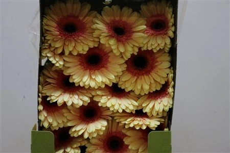 Gerbera Diamond Everglow 55 cm