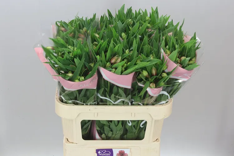 Alstro Elegance 75 cm